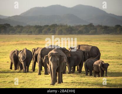 Grand groupe d'éléphants dans le parc national de Minneriya, Sri Lanka Banque D'Images