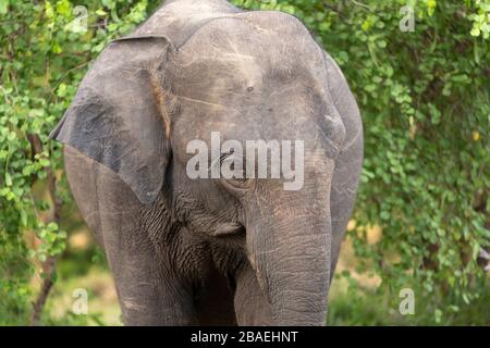 Détail d'un éléphant dans le parc national de Minneriya, Sri Lanka Banque D'Images