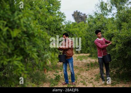 Palestine. 26 mars 2020. Les agriculteurs palestiniens cueillir des amandes vertes dans la ville de Khan Younis, dans le sud de la bande de Gaza, le 26 mars 2020. Crédit: Rizek Abdeljawad/Xinhua/Alay Live News Banque D'Images