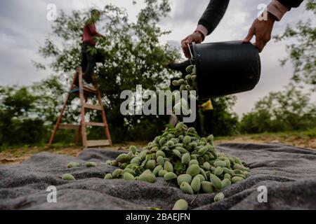 Palestine. 26 mars 2020. Un agriculteur palestinien choisit des amandes vertes dans la ville de Khan Younis, dans le sud de la bande de Gaza, le 26 mars 2020. Crédit: Rizek Abdeljawad/Xinhua/Alay Live News Banque D'Images