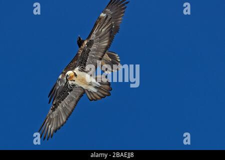 Deux vautours barbus dans la sly Banque D'Images