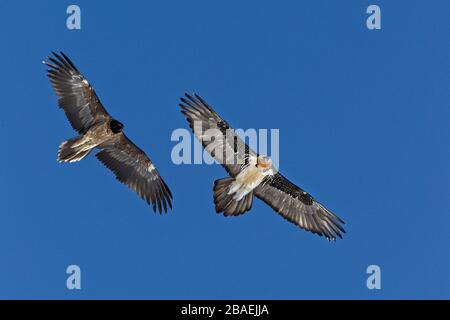 Deux vautours barbus dans la sly Banque D'Images