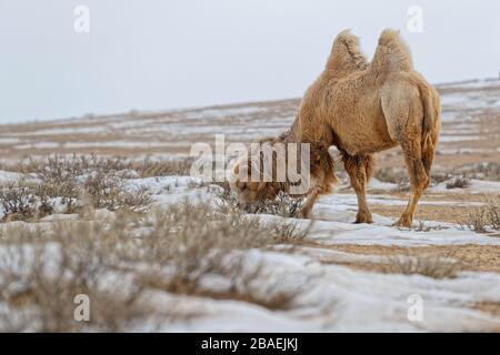 Bactrain chameaux dans la neige du désert, Mongolie Banque D'Images