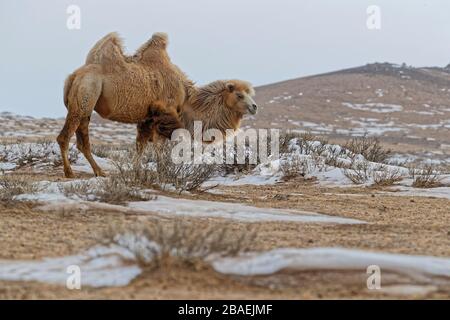 Bactrain chameaux dans la neige du désert, Mongolie Banque D'Images