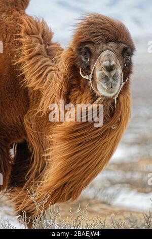 Bactrain chameaux dans la neige du désert, Mongolie Banque D'Images