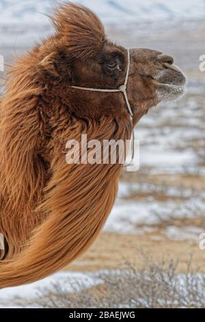 Bactrain chameaux dans la neige du désert, Mongolie Banque D'Images