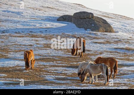 Les chevaux sauvages se harde dans le désert pendant l'hiver mongol Banque D'Images