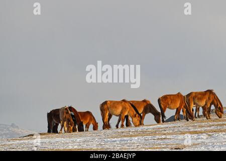 Les chevaux sauvages se harde dans le désert pendant l'hiver mongol Banque D'Images