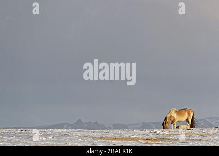 Cheval sauvage dans le désert pendant l'hiver mongol Banque D'Images