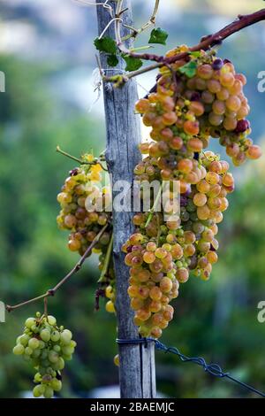 Vin de pays,l'île d'Ischia, Naples, Campanie, Italie, Europe. Banque D'Images