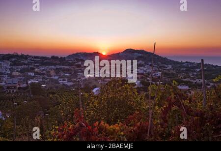 Vin de pays,l'île d'Ischia, Naples, Campanie, Italie, Europe. Banque D'Images