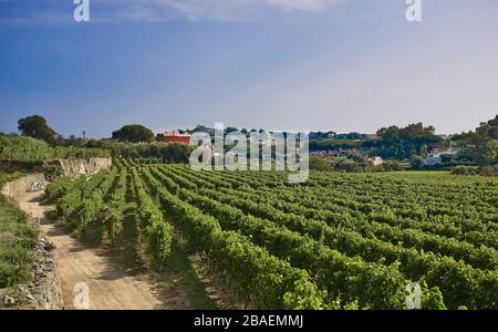 Vin de pays,l'île d'Ischia, Naples, Campanie, Italie, Europe. Banque D'Images