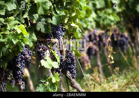 Vin de pays,l'île d'Ischia, Naples, Campanie, Italie, Europe. Banque D'Images