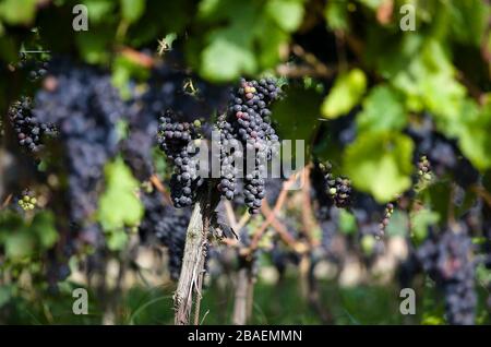 Vin de pays,l'île d'Ischia, Naples, Campanie, Italie, Europe. Banque D'Images