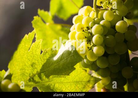 Vin de pays,l'île d'Ischia, Naples, Campanie, Italie, Europe. Banque D'Images