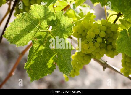 Vin de pays,l'île d'Ischia, Naples, Campanie, Italie, Europe. Banque D'Images