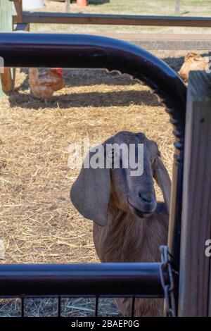 Une chèvre marron, longue, derrière la clôture d'un zoo pour enfants à Bluebird Gap Farm, un parc public à Hampton, en Virginie. Banque D'Images