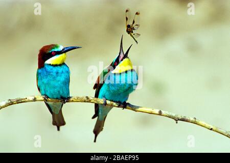 Bienenfresser Sitzwarte auf, (Merops apiaster) Banque D'Images