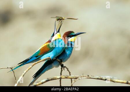 Bienenfresser Sitzwarte auf, (Merops apiaster) Banque D'Images