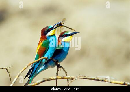 Bienenfresser Sitzwarte auf, (Merops apiaster) Banque D'Images