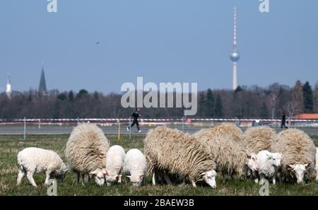 Berlin, Allemagne. 27 mars 2020. Les moutons de Skudden braissent ensemble sur le champ de Tempelhof. 23 brebis et leurs 33 agneaux ont été emmenés dans leur pâturage sur Tempelhofer Feld aujourd'hui. En pâturage, les moutons préservent les structures biotopiques précieuses de la flore et de la faune dans le sud-est de Tempelhofer Feld. Crédit: Bernd von Jutrczenka/dpa/Alay Live News Banque D'Images