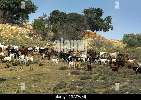 Troupeau de chèvre laissant des chèvres dehors le matin pour braser sur les collines rugueuses de Chypre. Banque D'Images