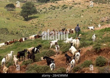 Troupeau de chèvre laissant des chèvres dehors le matin pour braser sur les collines rugueuses de Chypre. Banque D'Images