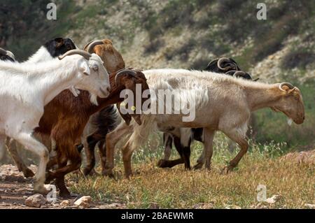 Troupeau de chèvre laissant des chèvres dehors le matin pour braser sur les collines rugueuses de Chypre. Banque D'Images