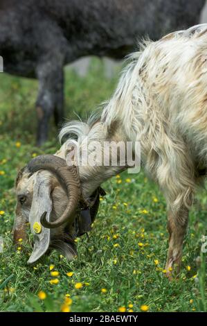 Pâturage de chèvre sur un pâturage luxuriant dans les collines de Chypre, Europe. Banque D'Images