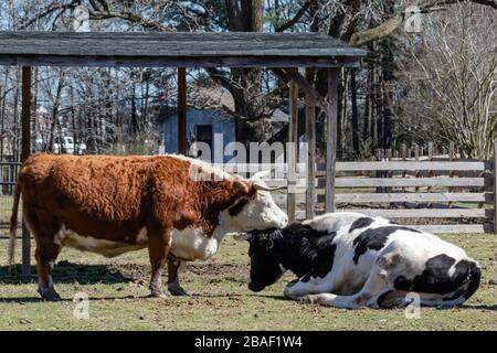 Hampton, Virginie/États-Unis-1 mars 2020: Deux taureaux ensemble dans le pâturage du parc agricole Bluebird Gap à Hampton, Virginie. Banque D'Images