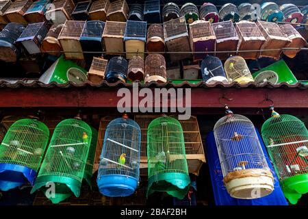 Oiseaux à vendre au marché aux oiseaux de Pramuka, Jakarta, Indonésie. Banque D'Images