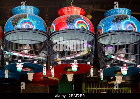 Oiseaux à vendre au marché aux oiseaux de Pramuka, Jakarta, Indonésie. Banque D'Images