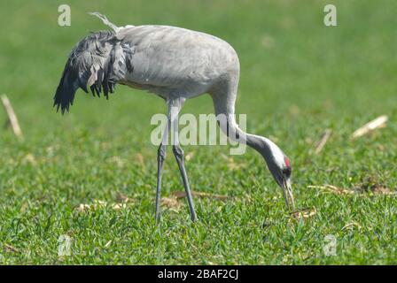 26 mars 2020, Brandenburg, Müncheberg: Une grue (Grus gris), également appelée grue grise ou grue eurasienne, repose dans un champ. Les vastes champs et prairies de l'est du Brandebourg offrent des lieux de repos pour des milliers d'oiseaux migrateurs chaque année au printemps et en automne. La culture chinoise considère la grue comme un symbole de longévité et de bonheur. En raison de son vol élevé, la grue était considérée comme un médiateur entre le ciel et la terre. Photo : Patrick Pleul/dpa-Zentralbild/ZB Banque D'Images