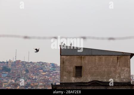 Pigeons survolant Kemeralti, Izmir, Turquie Banque D'Images