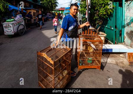 Un homme transportant des oiseaux de cage au marché des oiseaux de Pramuka, Jakarta, Indonésie. Banque D'Images