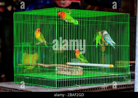 Oiseaux colorés en cages à vendre au marché aux oiseaux de Pramuka, Jakarta, Indonésie. Banque D'Images