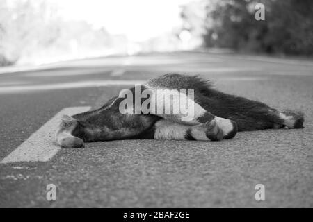 Tamanduá Bandeira Morto Banque D'Images