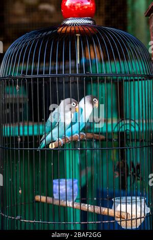 Oiseaux colorés en cages à vendre au marché aux oiseaux de Pramuka, Jakarta, Indonésie. Banque D'Images