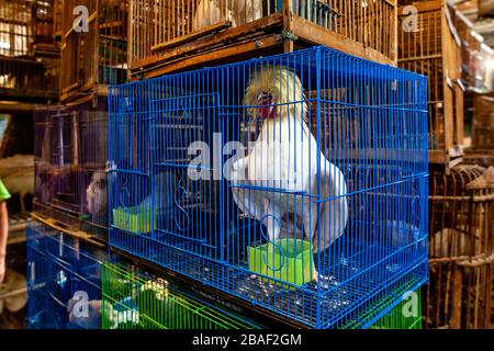 Oiseaux colorés en cages à vendre au marché aux oiseaux de Pramuka, Jakarta, Indonésie. Banque D'Images