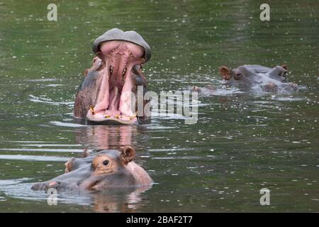 Un hippo ouvrant sa bouche avec deux autres hippos à côté de lui. Banque D'Images