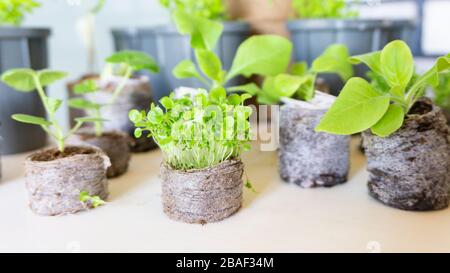 Une macro photo de semis de lobelia et de pétunia dans des comprimés de tourbe sur le fond des fournitures et des outils de jardin Banque D'Images