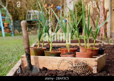 Allium sativum 'Lautrec Wight'. Planter des plantes d'ail dans un lit surélevé au printemps. ROYAUME-UNI Banque D'Images