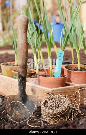 Allium sativum 'Lautrec Wight'. Planter des plantes d'ail dans un lit surélevé au printemps. ROYAUME-UNI Banque D'Images