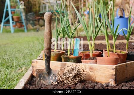 Allium sativum 'Lautrec Wight'. Planter des plantes d'ail dans un lit surélevé au printemps. ROYAUME-UNI Banque D'Images