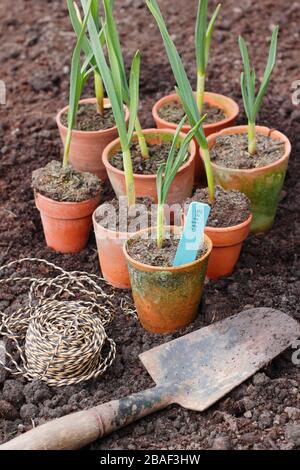 Allium sativum 'Lautrec Wight'. Planter de jeunes, la casserole a commencé à planter des plantes d'ail dans un lit surélevé au printemps. ROYAUME-UNI Banque D'Images