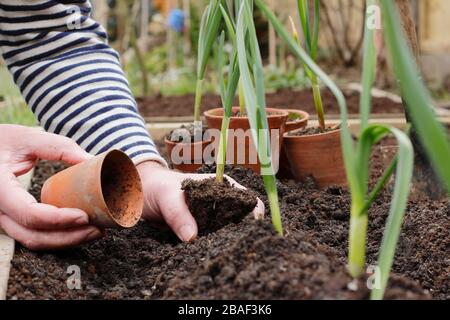 Allium sativum 'Lautrec Wight' ail à col rigide. Planter de jeunes plants d'ail dans un lit surélevé au printemps. ROYAUME-UNI Banque D'Images