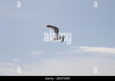 Gros plan d'un joli mouette volant dans le ciel Banque D'Images