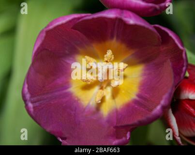 Gros plan d'une fleur de tulipe violette montrant du pollen jaune et de la stigmatisation. Banque D'Images