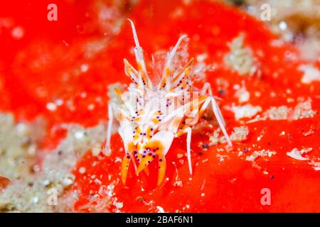 Crevettes tigrées à épines (Phyllognathia ceratophthalma) détroit de Lembeh, Indonésie Banque D'Images