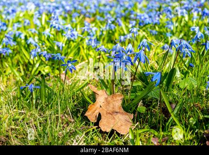 Le squill sibérien Scilla siberica fleurit au printemps Banque D'Images